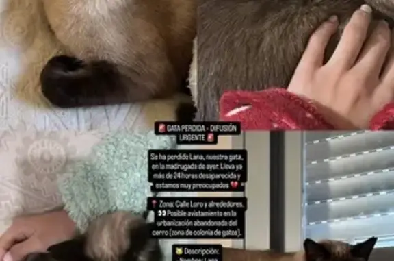 Gatos perdidos, Oviedo, foto: Perdido gato, Calle Loro, Valdepeñas, Oviedo - hembra siamesa de 3 años