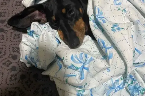 Зникла собака, бульвар Миколи Міхновського, Київ - чорна норна такса з підпалом - photo