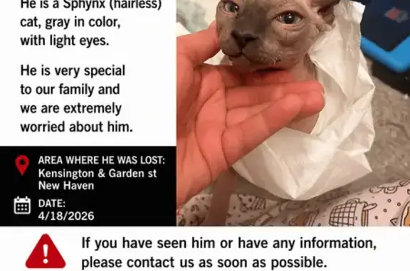 Lost male cat, Garden Street, New Haven - photo