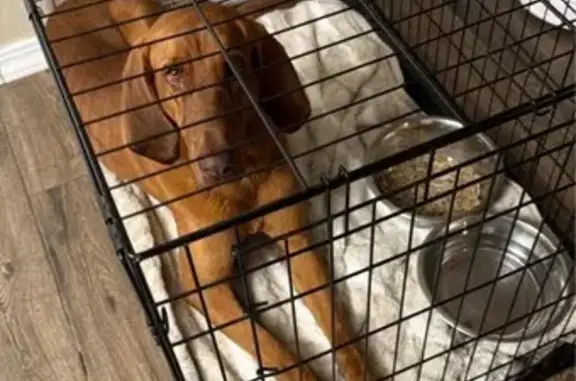 Found dog Pottsville, photo: Found dog, Sundance Drive, Pottsville - male bloodhound