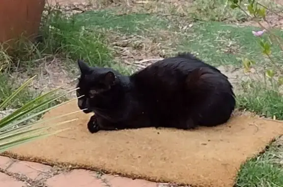 Missing cat Bentley, photo: Lost female cat, Manning Road, Bentley - black with fluorescent green collar