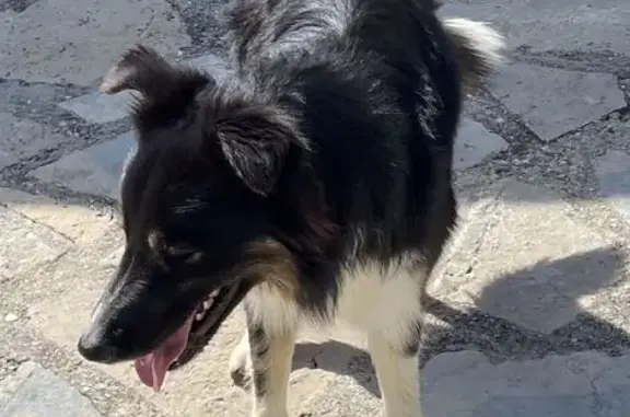 Animaux trouvés Salindres, photo: Chien trouvé, Chemin du Mas Conil, Perpignan - croisé berger noir et blanc