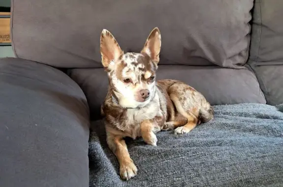Animaux trouvés Lille, photo: Chien trouvé, Loos-en-Gohelle, Lille - chiwawa harlequin poil court