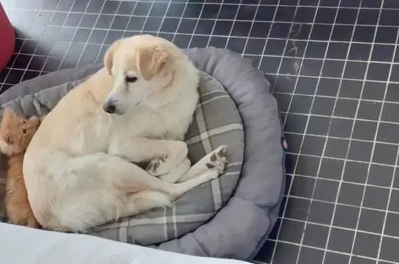 Chien perdu, Contra, 24, Argiusta-Moriccio - femelle beige et blanche - photo