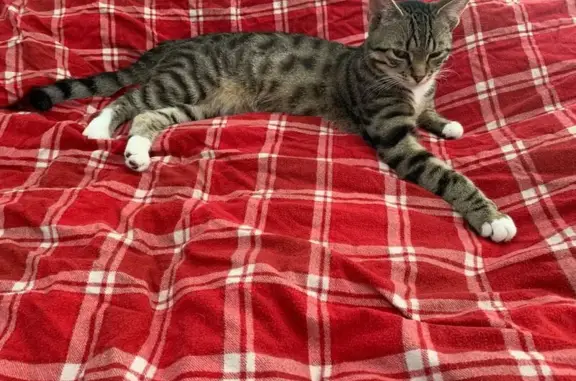 Loui es muy curioso pero también tímido. Huye ante cualquier movimiento brusco. Le encantan las golosinas y las busca cuando se siente seguro. Es relativamente pequeño y delgado, está castrado y tiene microchip (con un tatuaje en la oreja). Sus cuatro patas son blancas. Su pecho es blanco y el resto de su cuerpo es atigrado.