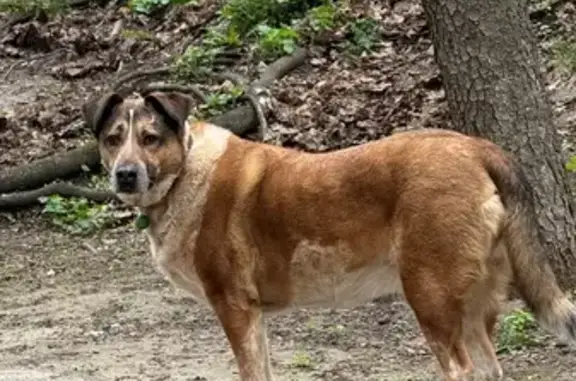 Знайдено собаку Київ, фото: Знайдена собака, бульвар Лесі Українки, 4, Київ