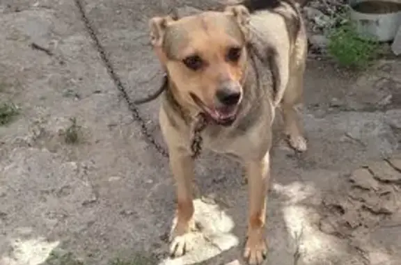 Зникла собака, проспект Івана Мазепи, 32, Дніпро - з ошийником - photo