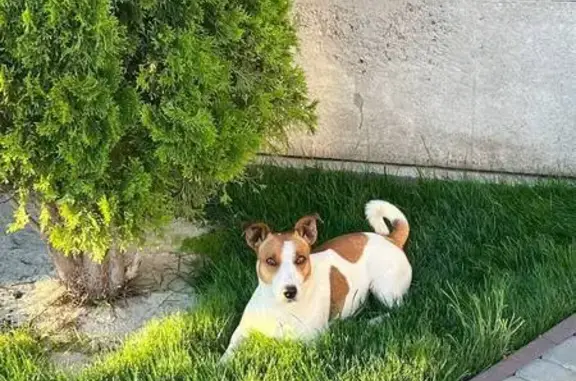 Зникла собака, Широківська сільська громада, Володимирівське - білий з коричневим, мордочка більш коричнева - photo