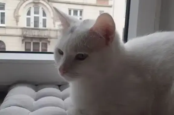 Зникла кішка Юкі, вулиця Української Перемоги, 7, Івано-Франківськ - біла з чорною цяточкою - photo