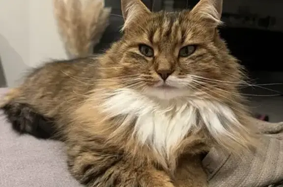 Animaux perdus Entrammes, photo: Chat perdu, femelle, Impasse des Roseaux, Forcé - poils mi-longs