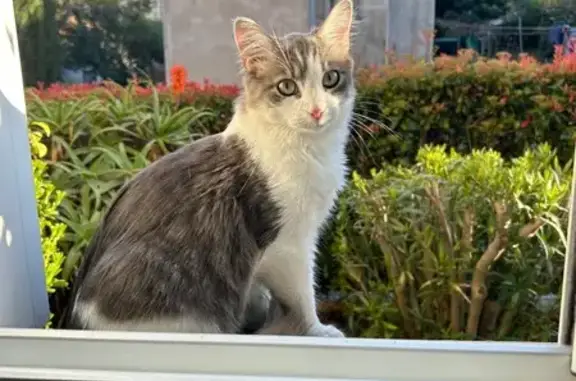 Chat perdu, Paris, photo: Chat perdu, Chemin des Rascas, Saint-Laurent-du-Var - jeune mâle gris et blanc