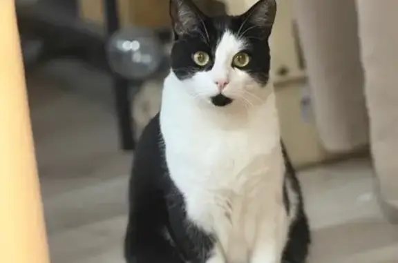 Chat perdu, Avenue d'Ormesson, Saint-Pierre-lès-Nemours - très craintif - photo