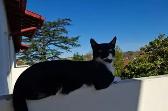 Animaux perdus Paris, photo: Chat perdu, Rue Marcel Hiribarren, Saint-Jean-de-Luz - jeune mâle noir et blanc