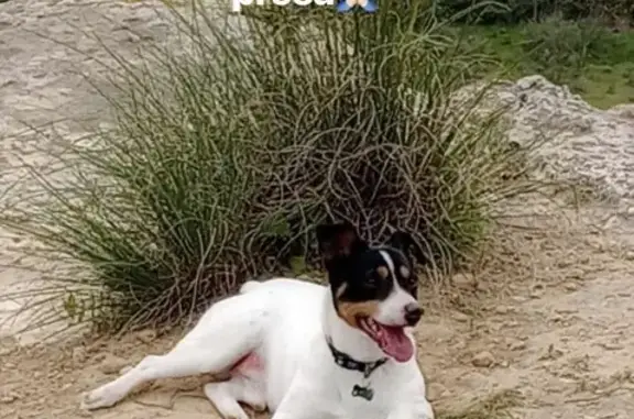 Perdido perro, Moraleda de Zafayona, Granada - photo