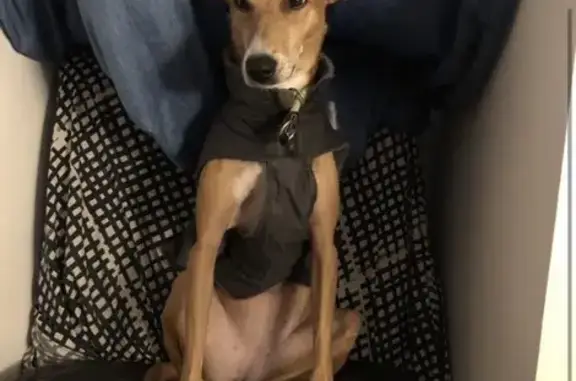 Perro perdido Hembra, Catarroja (sl495571) - photo