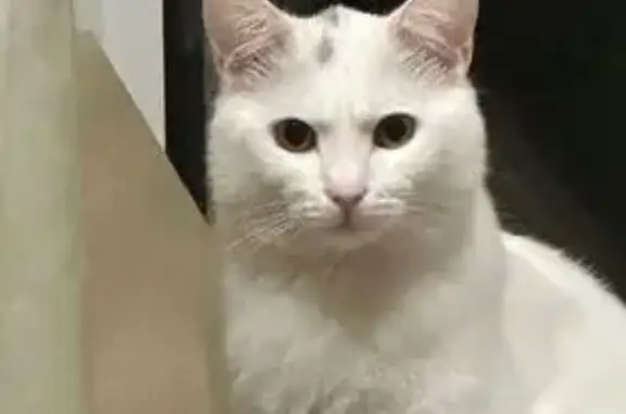 Кіт Юкі білий з чорною цяточкою на голові. Переліз через вікно