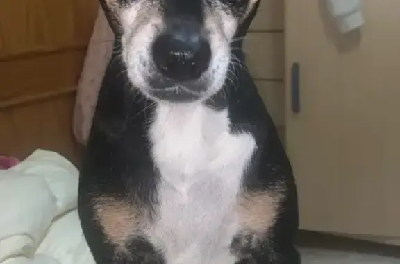 Perdido perro, Calle B Urbanización Olivos Maestre, 8, Dos Hermanas - negro con pecho blanco - photo