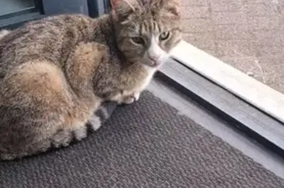 Animaux trouvés Ymeray, photo: Chat trouvé, Rue de la République, Caudebec-lès-Elbeuf - très câlin