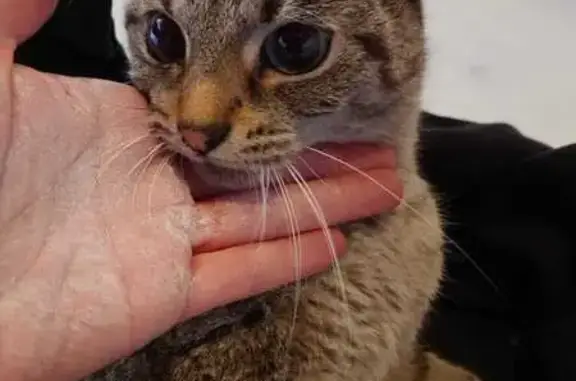 Chat trouvé Tourcoing, photo: Chat trouvé, Rue du Moulin Fagot, Tourcoing - chatte grise rayée