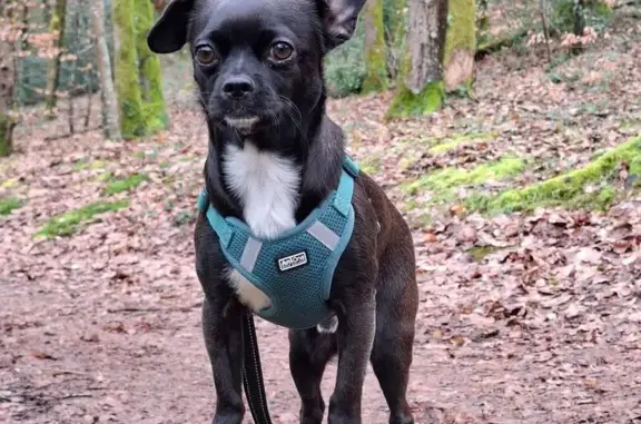 Chien disparu Garçon, La Chapelle-sur-Erdre (fl590436) - photo