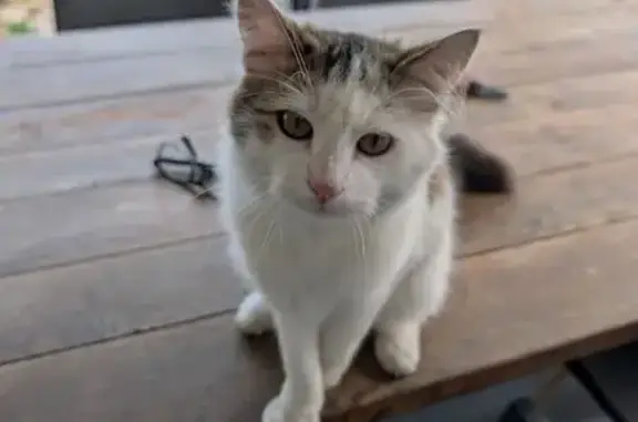 Animaux trouvés L'Isle-Jourdain, photo: Chat trouvé, Boulevard de la Marne, L'Isle-Jourdain - très affectueux