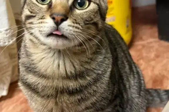 Perdido gato, Calle Felipe II, 11, Molina de Segura - responde al nombre de Coquito - photo