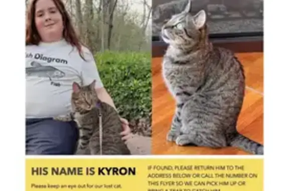 Lost cat, East Fulton Street, Ephrata - male brown tiger - photo