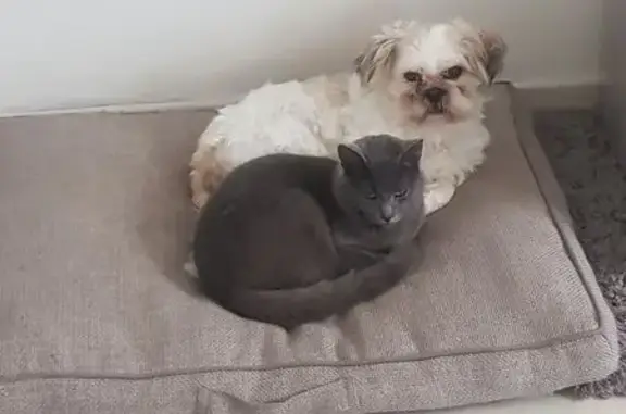Animaux perdus Ploumoguer, photo: Chat perdu, Rue de l'Armor, Ploumoguer - mâle gris aux yeux verts
