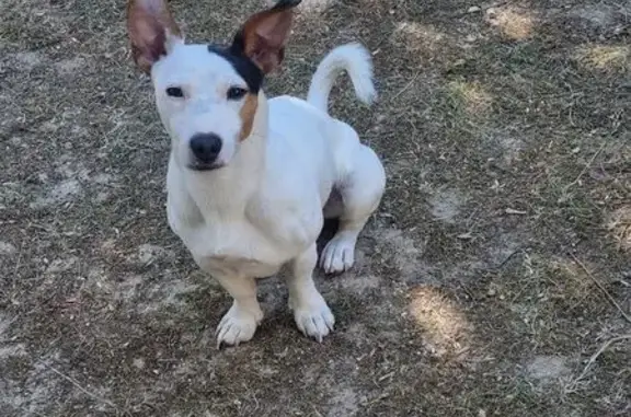Animaux perdus Cormontreuil, photo: Chien perdu, Rue René Cassin, Cormontreuil - mâle blanc très gentil