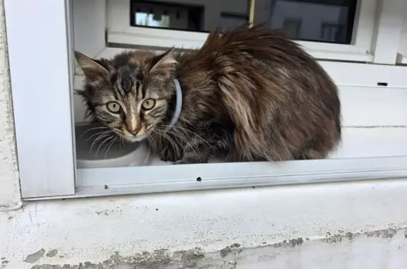 Chat trouvé Le Mans, photo: Chat trouvé, Rue des Ardriers, Le Mans - tigré à poils mi-longs