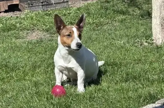 Зникла собака, Рівна вулиця, 20, Івано-Франківськ - активний пес Арчі - photo