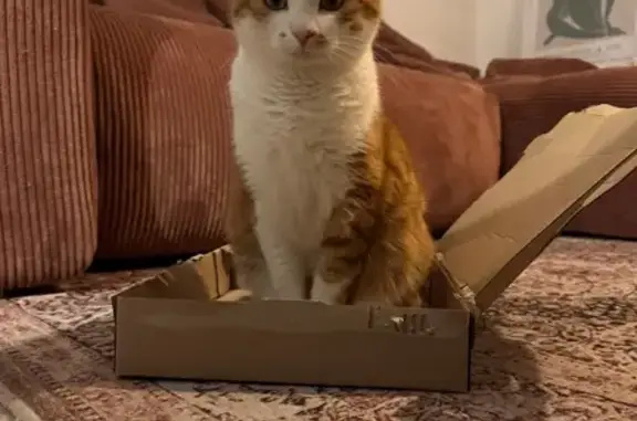 Animaux perdus Andance, photo: Chat perdu, Route de Talencieux, Andance - femelle rousse et blanche