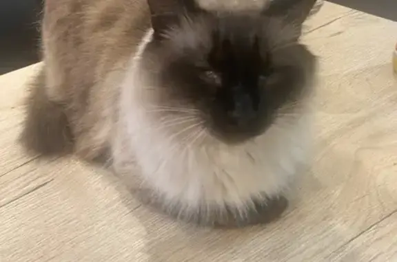 Animaux trouvés Paris, photo: Chat perdu, Carriero Dal Sol, 2, Aiguefonde - prénommé Bianca
