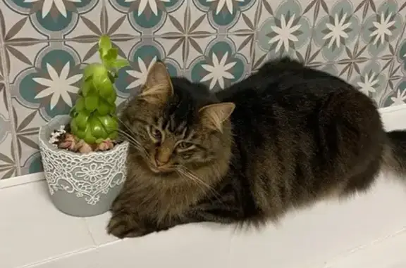 Animaux perdus Caux, photo: Chat perdu, Impasse du Viognier, Fontès - mâle craintif