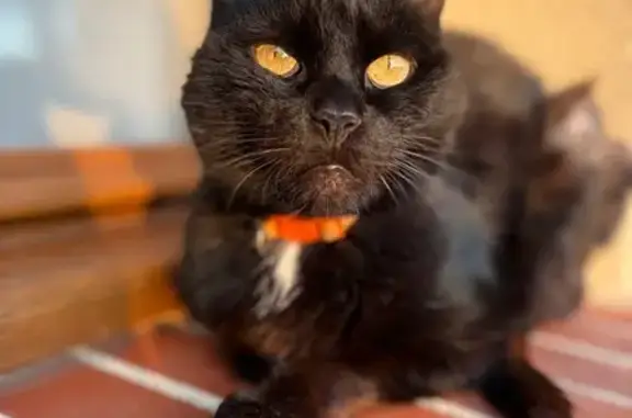 Animaux perdus Chinon, photo: Chat perdu, Rue de la Chevalerie, Nogent-sur-Vernisson - collier anti puce noir