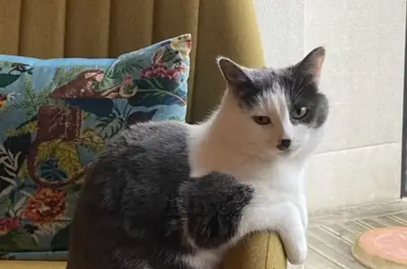 Chat perdu, Rue des Érables, Changé - grise et blanche avec tache sous le nez - photo