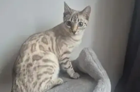Chat perdu, Rue de Verdun, Tremblay-en-France - blanche à rosettes - photo
