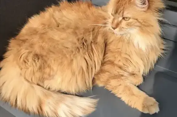 Chat perdu, Rue des Beauvilliers, Bougival - chatte rousse poils longs - photo
