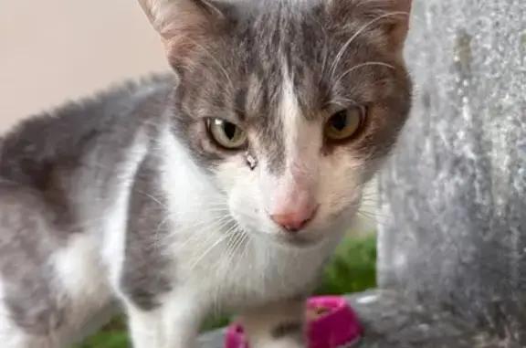 Animaux trouvés Esternay, photo: Chat trouvé, Rue de Chatham, Esternay - femelle tigrée