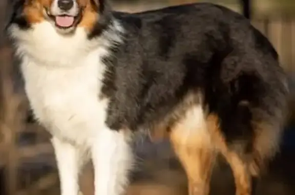 Lost dog, Bowie Circle, Corsicana - Black Tri Australian Shepherd, red collar - photo