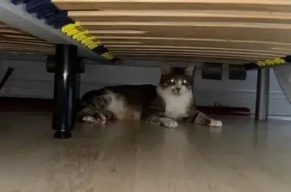 Chat perdu, Rue Jean Voillot, Villeurbanne - tigré et blanc - photo