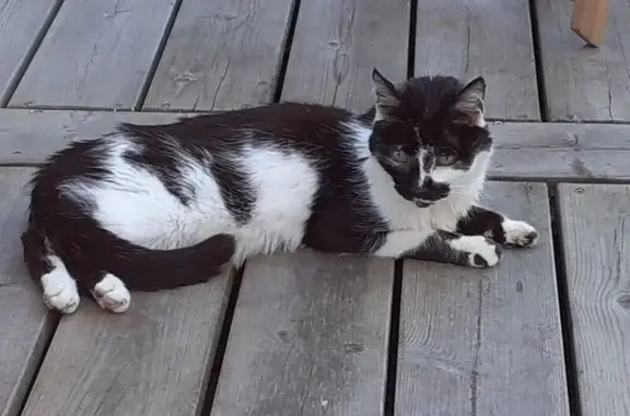 Animaux trouvés Saint-Médard-en-Jalles, photo: Chat trouvé, Rue Pierre Vergniaud, Saint-Médard-en-Jalles - très maigre et docile