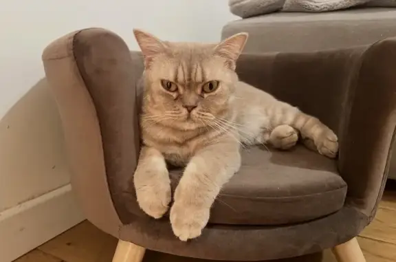 Chat perdu, Paris, photo: Chat perdu, Avenue Henri Bertho, 13, La Baule-Escoublac - british shorthair crème