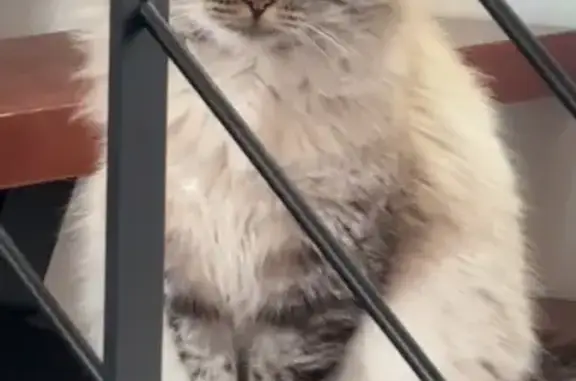 Animaux perdus Paris, photo: Chat perdu, Hiis, Occitanie - Teddy louchant