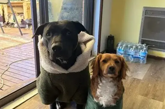 Lost dog, Mayfield Road, Goulburn Mulwaree - small brown with white chest - photo