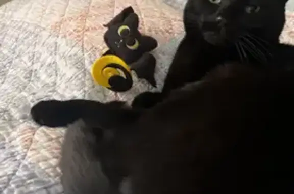 Lost cat, Narragansett, Warwick - male with yellow/green eyes - photo