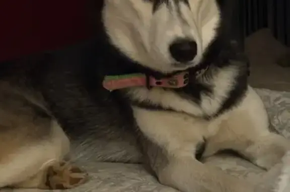 Missing dog Oakland, photo: Lost female dog, Oakleaf Cove, 85, Oakland - black and white husky with blue eyes