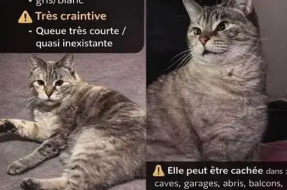 Animaux perdus Paris, photo: Chat perdu, Rue de Strasbourg, Thionville - queue quasi inexistante