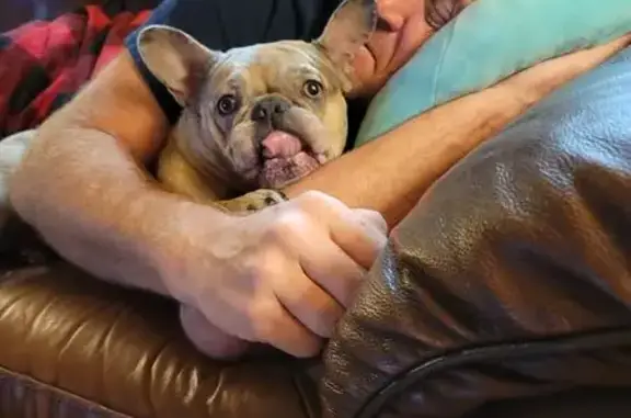 Lost dog, Davis Academy Road, Rutledge, Atlanta - Merle French bulldog - photo