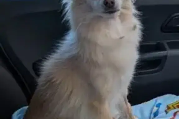 Missing dog Female, Wanneroo (al495977) - photo